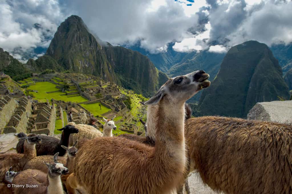 Dans les pas des lamas | Machu Picchu